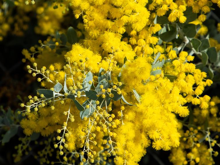 Dense golden wattle blossom against grey-green foliage