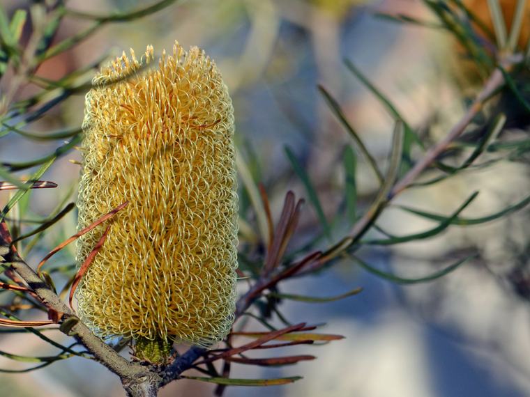 A silver banksia flower spike, pale yellow and cylindrical, among narrow grey-green leaves