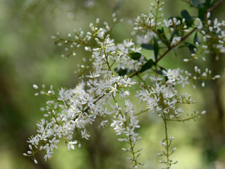 Sprays of small white sweet bursaria flowers along an arching branch